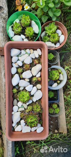 Сукулент молодило 