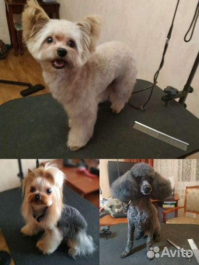 Стрижка собак / Груминг