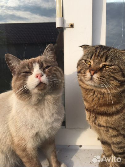 Отдам котов в добрые руки