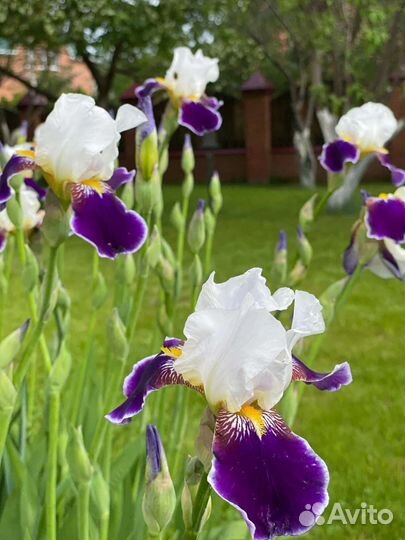 Wabash ирисы