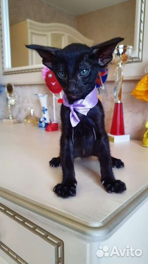 Ориентальная