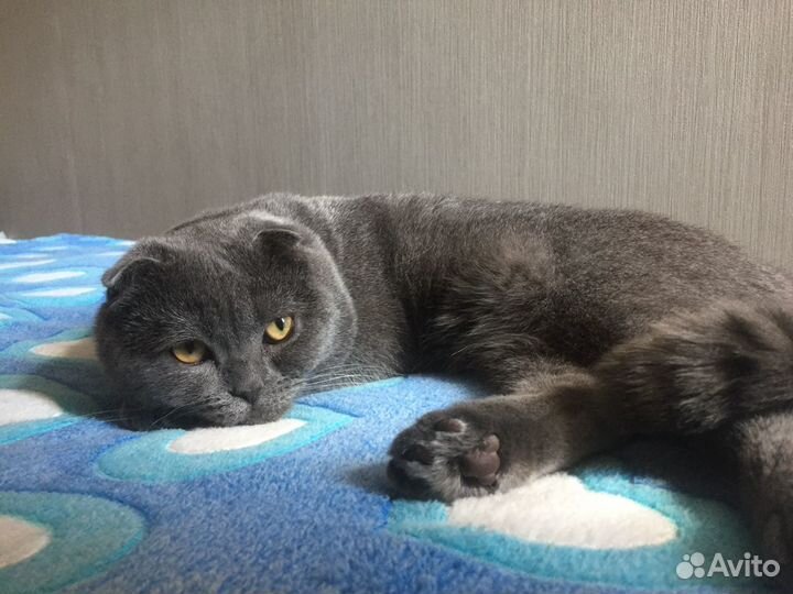 Шотландский кот вязка