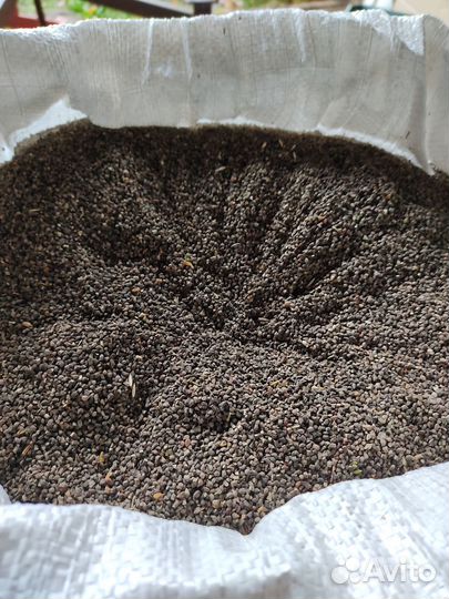 Семена синяка