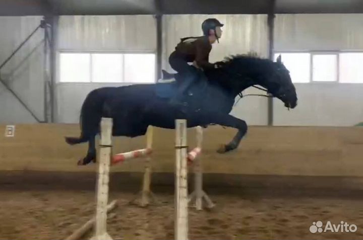 Спортивная лошадь