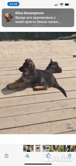 Щенки немецкой овчарки