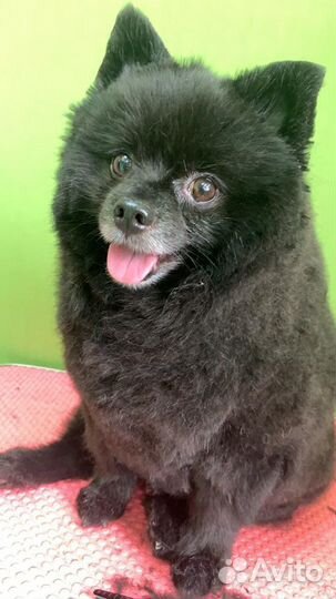 Груминг Салон Мистер Шпиц