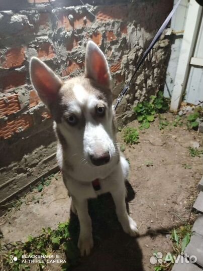 Щенок хаски