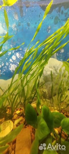 Аквариумные растения