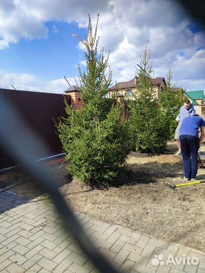 Ель крупномеры посадка и продажа