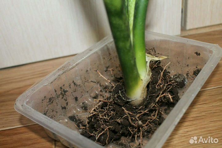 Сансевиерия (щучий хвост или тещин язык)