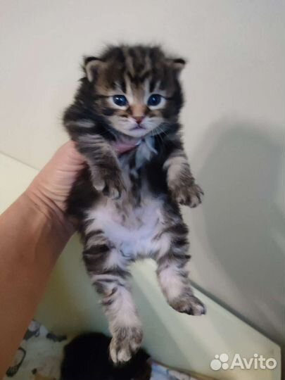 Котята Курильский бобтейл