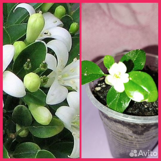 Цветущие комнатные растения