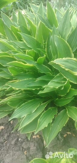 Хоста растение