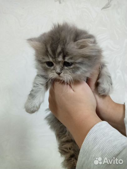 Котята девочки шотландские