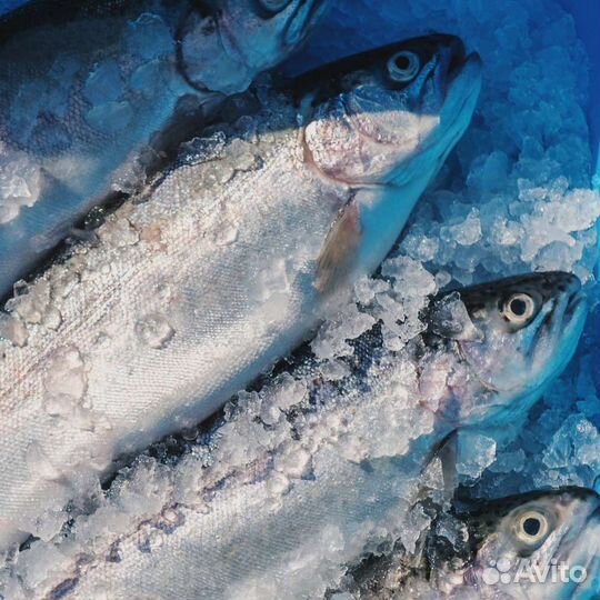 Вкусная и сочная форель