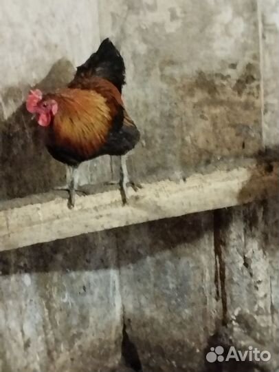 Молодые петухи