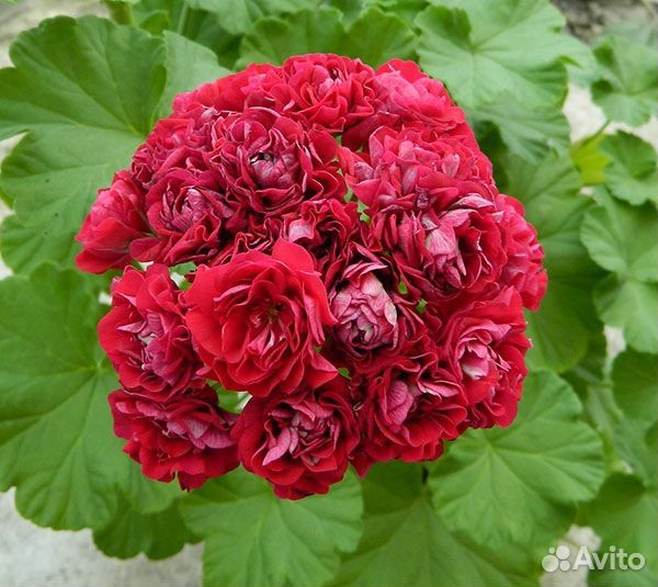 Розебудная герань