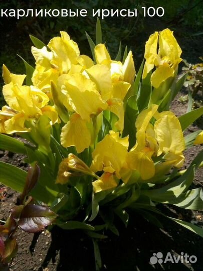 Ирисы карликовые