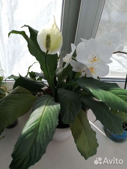 Спатифиллум