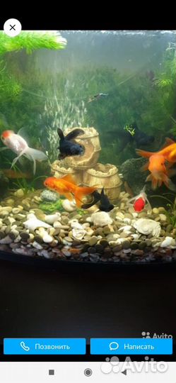 Аквариумные Рыбки