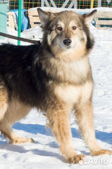 Дворняжка Костик ищет дом