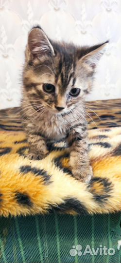 Котёнок в добрые ручки