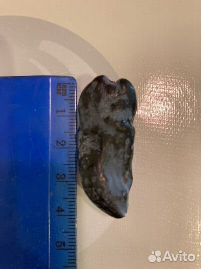 Саженцы Жимолости, огромные ягоды до 4 см