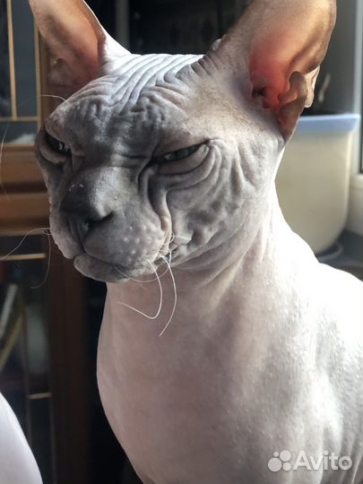 Приглашает невесту Донской сфинкс