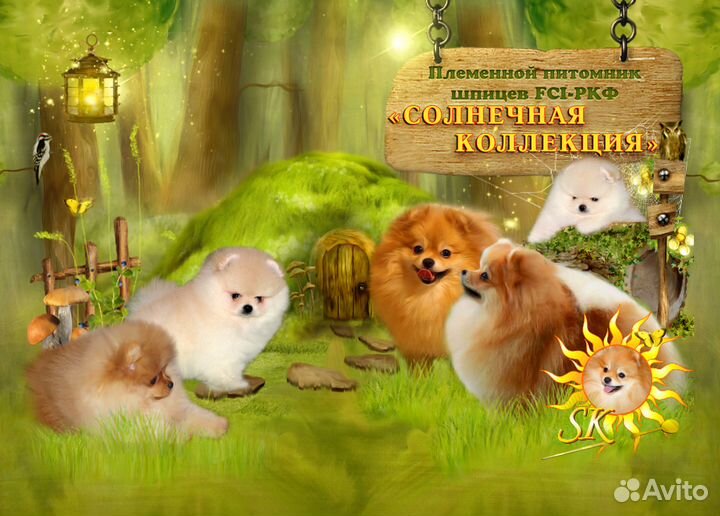 Щенки померанского шпица из племенного питомника