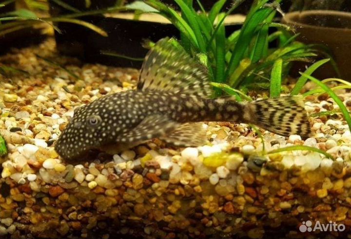 Сомики анциструсы Аквариумные рыбки в ассортименте