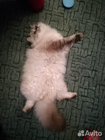 Котик персидский на вязку