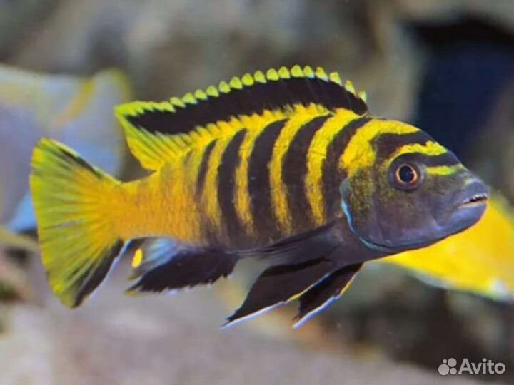 Мальки малавийских цихлид