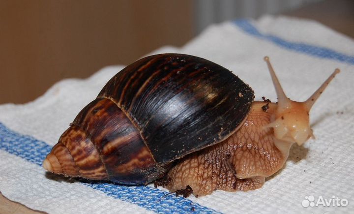 Улитки Ахатины в добрые руки