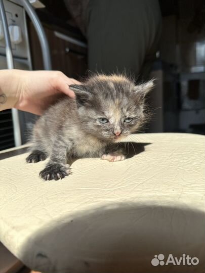 Кошка