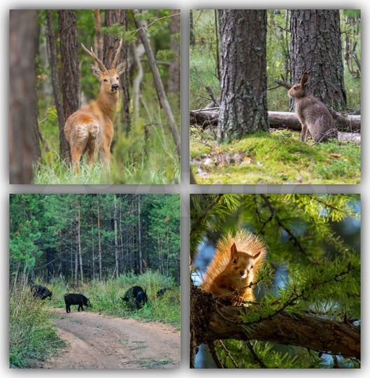 Участок 26,5 сот. (ИЖС)