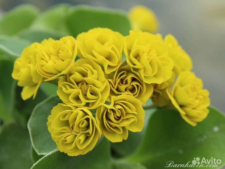 Примула ушковая аурикула