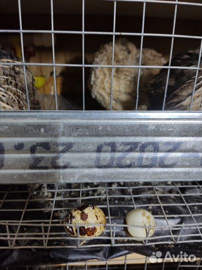 Перепелки несушки