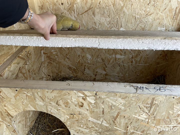 Вольер для собак