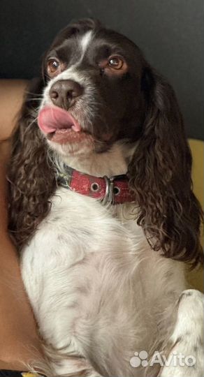 Русский спаниель