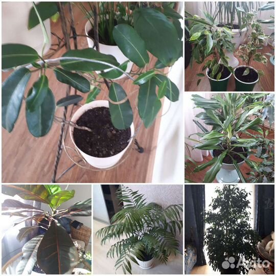 Комнатные цветы для офиса и дома