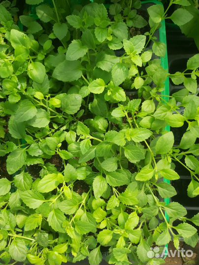 Бакопа рассада