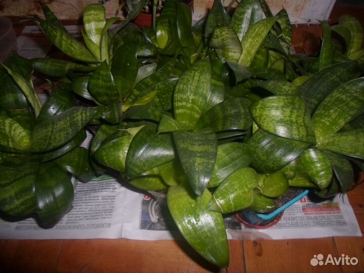 Сансевиерия ханни