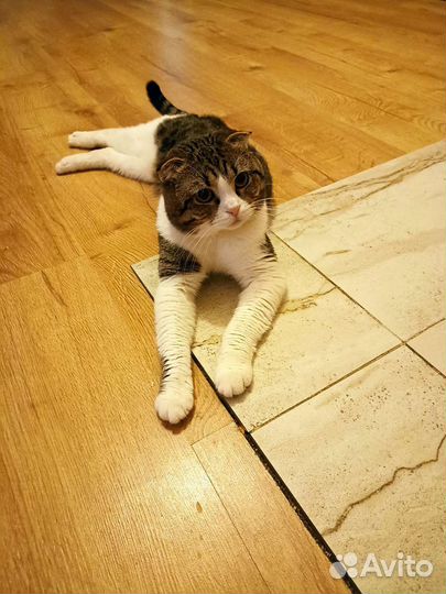 Котята в добрые руки бесплатно