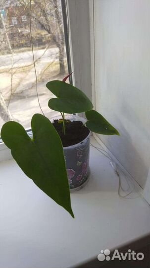 Комнатные цветы антуриум