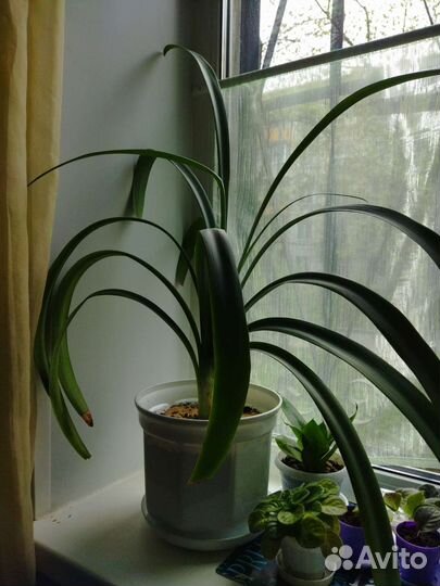 Кливия gardenii желтая