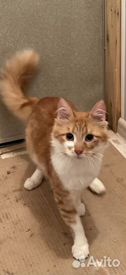 Котенок мальчик