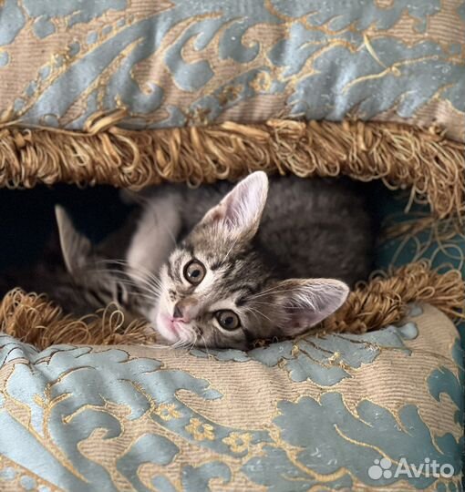 Кошки котята котенок