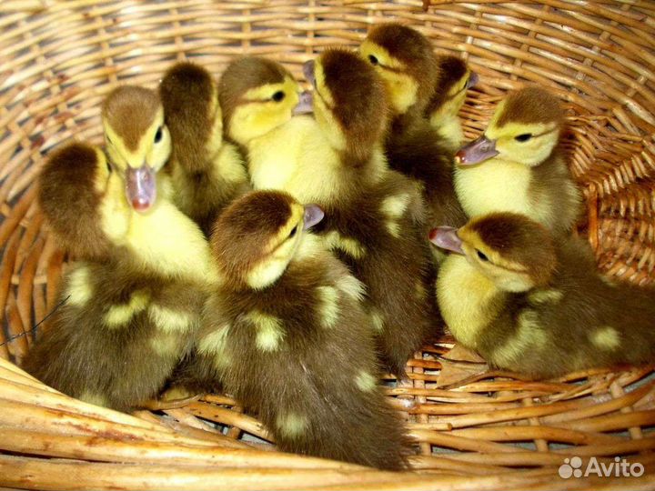 Мускусные утки