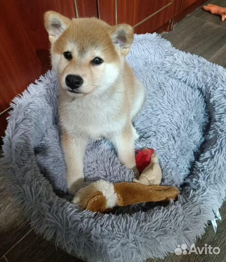 Щенок Сиба Ину