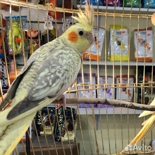 Попугай корелла птенец, корелла-нимфа